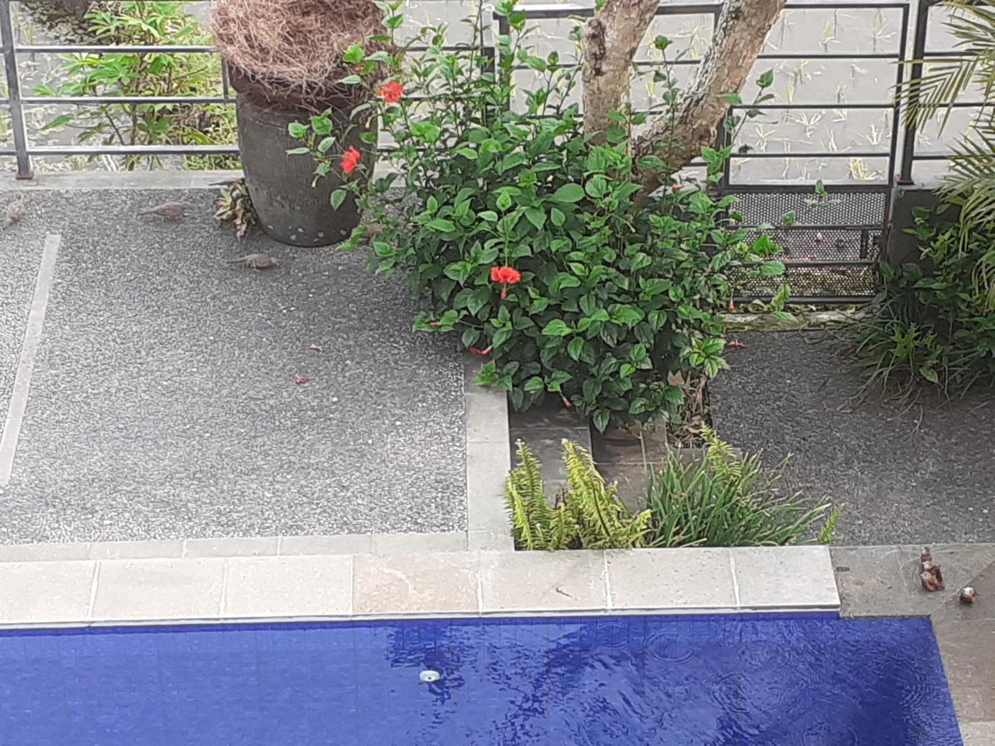 Griya Bun Sari Apartment Sukawati  Ngoại thất bức ảnh